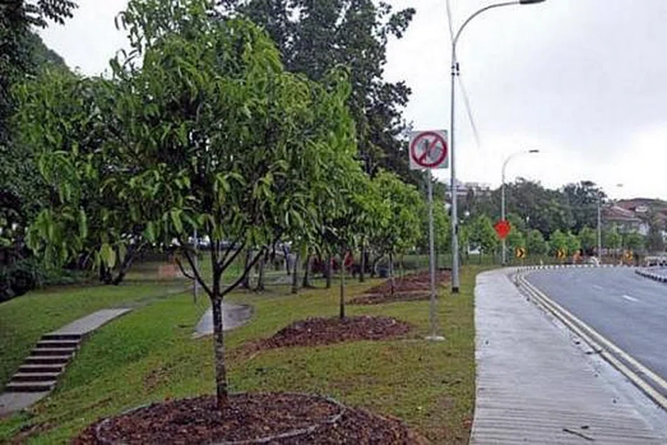 HIJAUKAN TAMAN: Pemindahan pokok membantu mempercepat penghijauan jalan raya dan taman baru. - Foto THE STRAITS TIMES