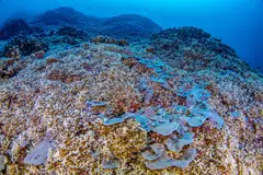Sekumpulan saintis yang bekerja di atas kapal penyelidikan di barat daya Lautan Pasifik telah menemui batu karang terbesar di dunia di Kepulauan Solomon.