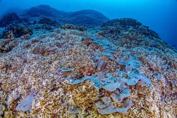 Sekumpulan saintis yang bekerja di atas kapal penyelidikan di barat daya Lautan Pasifik telah menemui batu karang terbesar di dunia di Kepulauan Solomon.
