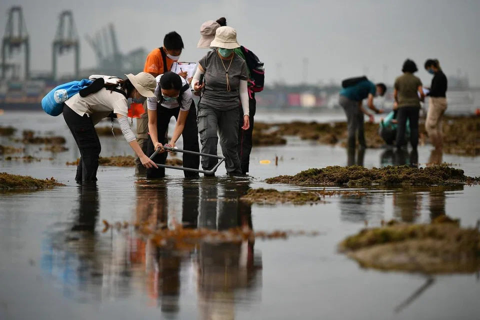 INJAUAN BIODIVERSITI: Kakitangan Lembaga Taman Nasional (NParks) dan relawan telah ke Tanjong Rimau untuk mencari dan mengkaji flora dan fauna yang terdapat di perairan yang cetek. - Foto BH oleh LIM YAOHUI