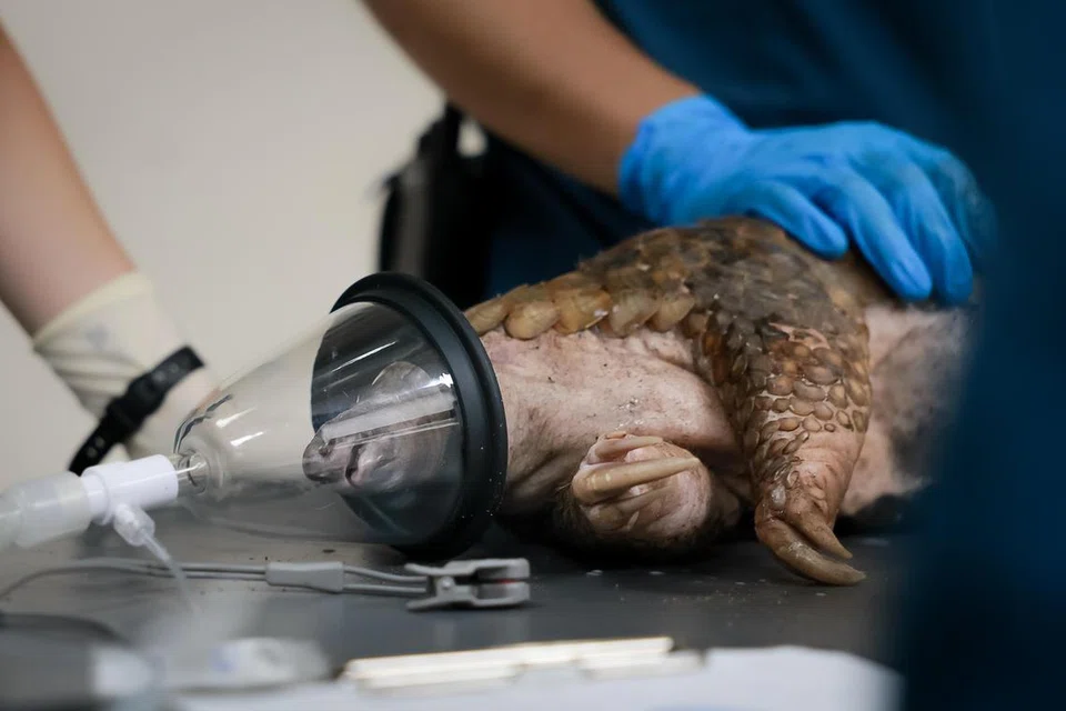 Tenggiling Sunda jantan terbaring di atas meja semasa menjalani pemeriksaan kesihatan penuh di Pusat Penyelidikan dan Penjagaan Kesihatan Hidupan Liar di Mandai.