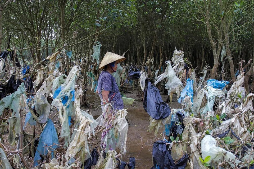 VIETNAM: Mencari kerang-kerangan di pantai dipenuh sisa plastik di Thanh Hoa.