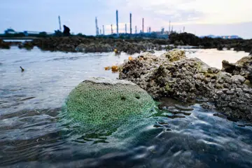 Terumbu karang berlatarkan Pulau Bukom dapat dilihat dari Pulau Hantu sewaktu tinjauan pasang surut yang diketuai pakar pemuliharaan marin, Cik Ria Tan, di Pulau Hantu pada 31 Julai. Pulau Hantu merupakan salah sebuah pulau di bahagian selatan yang bakal ditambak.
