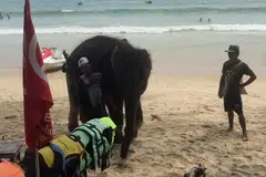 CULIK GAJAH: Akhirnya anak gajah ini, yang dikatakan telah diseludup daripada tempat kelahirannya dan kemudian ditayang kepada para pelancong di pantai Thailand tanpa izin pihak berkuasa, ditemui. - Foto VICKY KIELY