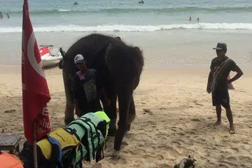 CULIK GAJAH: Akhirnya anak gajah ini, yang dikatakan telah diseludup daripada tempat kelahirannya dan kemudian ditayang kepada para pelancong di pantai Thailand tanpa izin pihak berkuasa, ditemui. - Foto VICKY KIELY