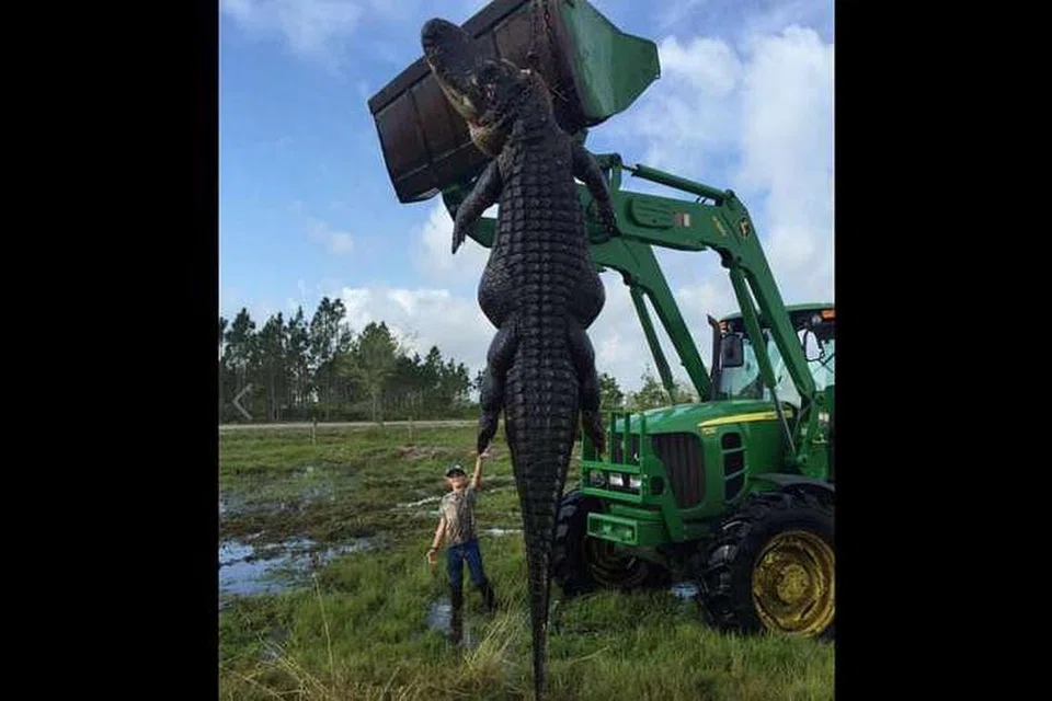 Buaya yang dilaporkan sepanjang 4.5 meter dan berat lebih 360 kilogram. 