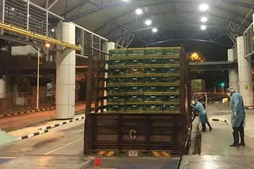 Pegawai AVA menjalankan pemeriksaan ke atas ayam hidup yang dibawa masuk ke Singapura di Pusat Pemeriksaan Tuas. 