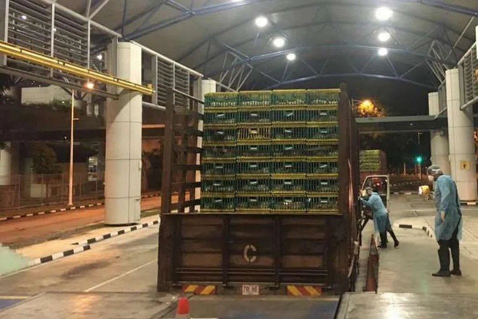 Pegawai AVA menjalankan pemeriksaan ke atas ayam hidup yang dibawa masuk ke Singapura di Pusat Pemeriksaan Tuas. 