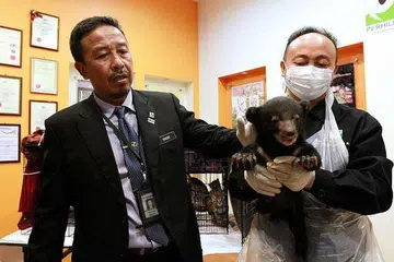 Encik Abdul Kadir (kiri) menunjukkan anak beruang madu berusia sebulan yang diselamatkan, di ibu pejabat Perhilitan pada Selasa (25 Okt). 