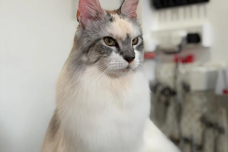 cat, kucing, Cats Garage, cat grooming, dandanan kucing