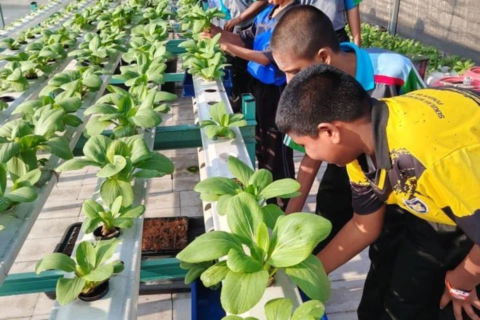 Pelajar Sekolah Menengah Kebangsaan (SMK) Pengkalan Permatang, Kuala Selangor, Selangor, turut membawa pulang ilmu pertanian untuk diaplikasikan bersama keluarga di rumah.