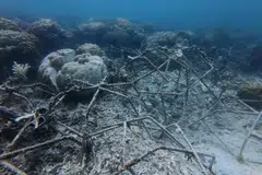 Struktur reef star yang rosak dipercayai akibat aktiviti pengeboman ikan di kawasan Tapak Restorasi Terumbu Karang di Pulau Selakan, Taman Marin Tun Sakaran (TMTS), Semporna.