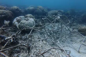 Struktur reef star yang rosak dipercayai akibat aktiviti pengeboman ikan di kawasan Tapak Restorasi Terumbu Karang di Pulau Selakan, Taman Marin Tun Sakaran (TMTS), Semporna.