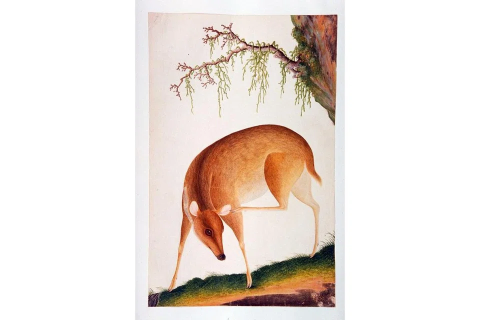 MADAH BERHELAH: Sang Kancil memang pintar menggunakan pelbagai helah untuk melepaskan diri daripada belenggu sesuatu masalah atau tersepit di ruang penderitaan diri. Semua kepintaran berhelah Sang Kancil merupakan tipu helah yang diada-adakan. Malahan terdapat juga Sang Kancil melibatkan nama Nabi Sulaiman 'as' untuk menipu mangsanya. - Foto MUZIUM TAMADUN ASIA