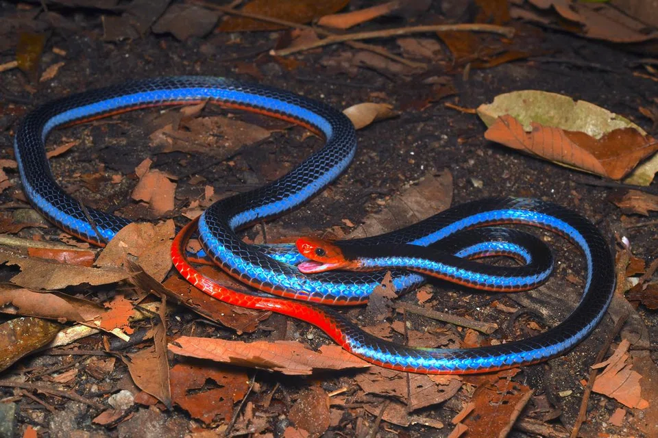 Beginilah rupa ular ‘blue coral’, sejenis ular berbisa yang memakan ular lain dan dianggap ramai sebagai antara ular tercantik di dunia, kata Dr Seow.