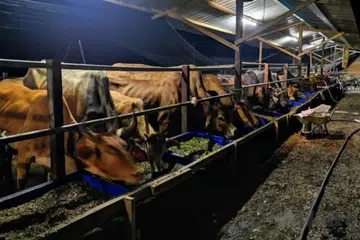 Kandang lembu di sempadan Kelantan-Thailand kini menjadi sasaran transit sindiket dadah di Malaysia. 