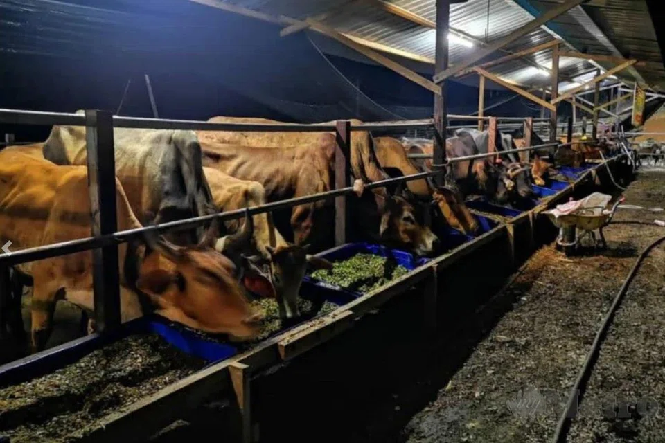 Kandang lembu di sempadan Kelantan-Thailand kini menjadi sasaran transit sindiket dadah di Malaysia. 