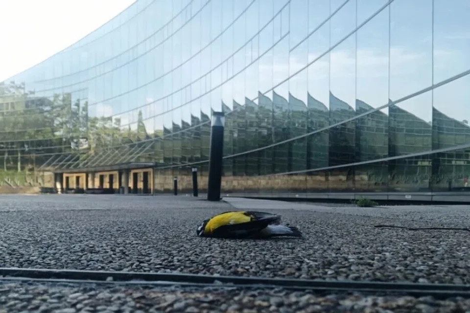 NTU, sparrowhawk, Project Avigate