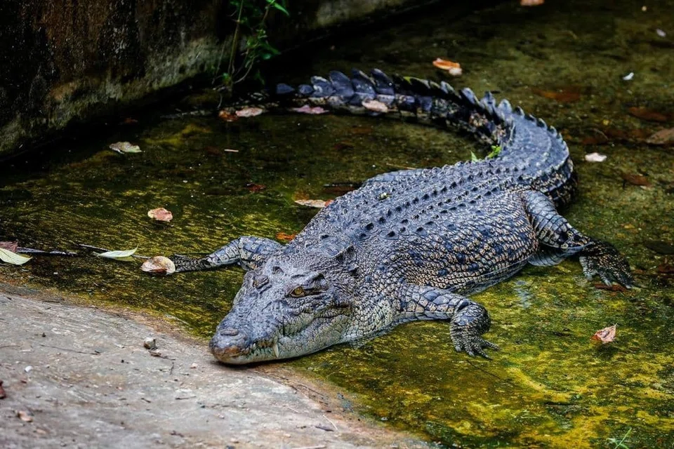 Kerajaan Johor komited memastikan Zoo Johor terus menjadi antara destinasi riadah dan pendidikan yang membanggakan Bangsa Johor.
