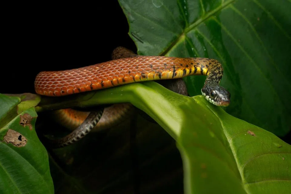Kali terakhir ular jenis ini ditemui ialah pada 6 Ogos 1960 di tapak lama Kor Perkhidmatan Tentera Diraja di Sembawang, lokasi yang kini menempatkan Kem Nee Soon, dan berhampiran dengan kawasan penemuan ular itu baru-baru ini.