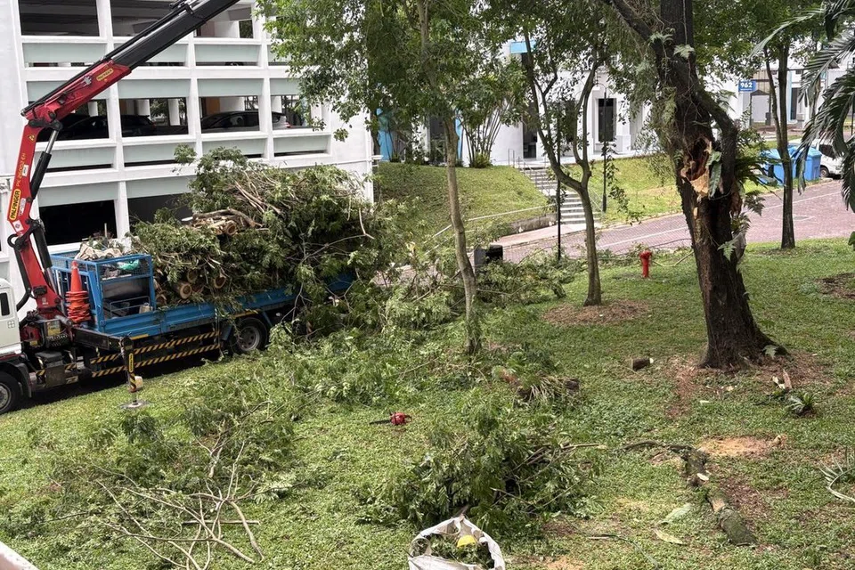  Majlis Bandaran Ang Mo Kio telah mengambil tindakan untuk membersihkan kawasan itu yang terjejas oleh tumbang dahan tersebut.
