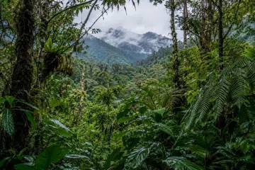 Foto Illustrasi Hutan tebal dan kawasan pergunungan di Papua, Indonesia, yang terus menjadi lokasi konflik antara kumpulan pemisah bersenjata dan pasukan keselamatan Indonesia. Wilayah paling timur Indonesia itu menyaksikan peningkatan serangan kumpulan pemisah dalam beberapa tahun kebelakangan ini, termasuk serangan terbaru yang mengorbankan seorang juruterbang warga Amerika Syarikat di Yahukimo.