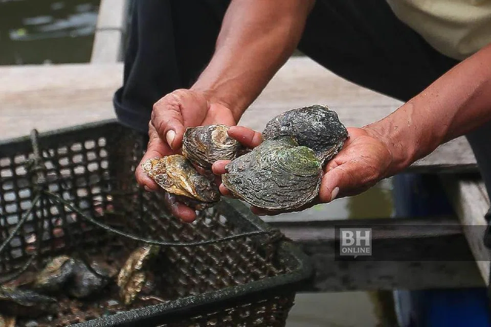 tiram, Sungai Merbok 