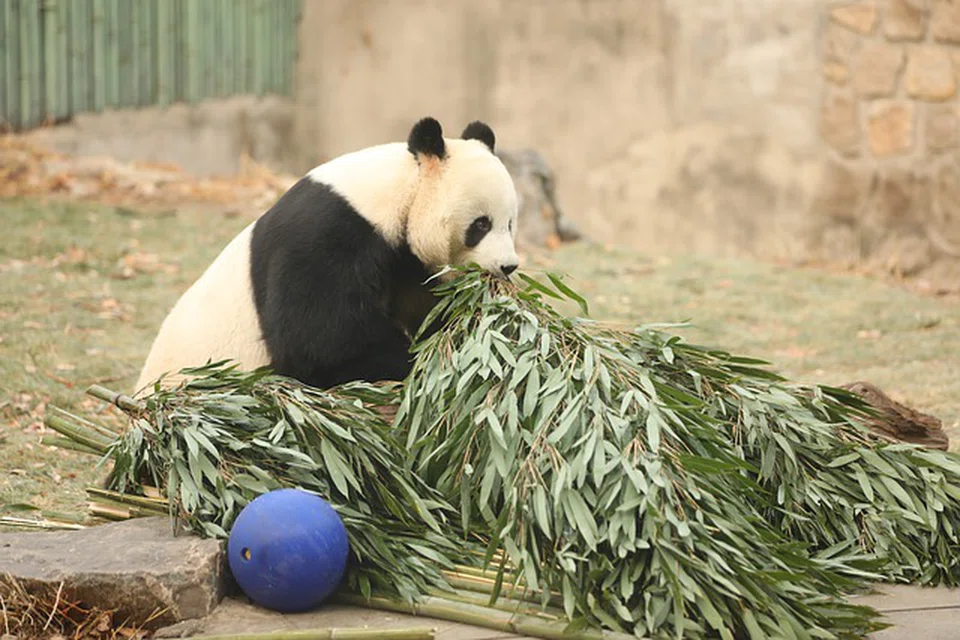 AKSI PANDA: Di Taman Haiwan  Beijing, anda pastinya seronok melihat panda bermain-main dan mencari makan.