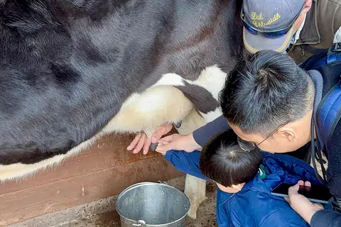 Anak penulis, Muhammad Uwais Jefnilham, memerah susu lembu di Pulau Churchill.