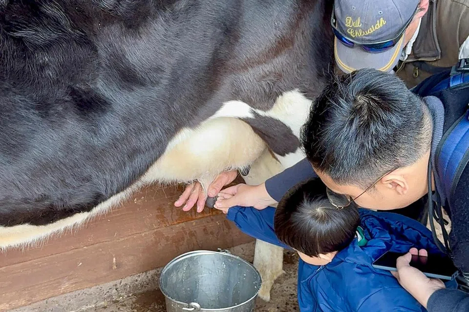 Anak penulis, Muhammad Uwais Jefnilham, memerah susu lembu di Pulau Churchill.