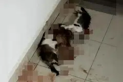 Polis menyiasat kejadian tiga kucing ditemui mati dipercayai dibunuh di kediaman penuntut varsiti swasta di Setapak, Kuala Lumpur, pada 17 November.