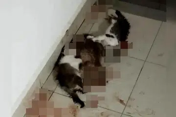 Polis menyiasat kejadian tiga kucing ditemui mati dipercayai dibunuh di kediaman penuntut varsiti swasta di Setapak, Kuala Lumpur, pada 17 November.