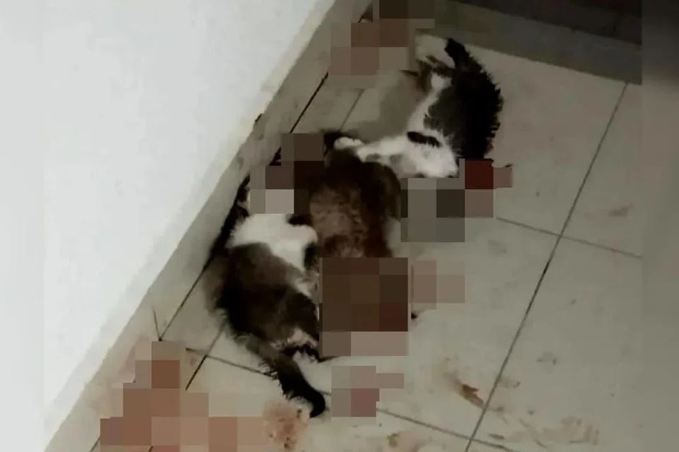 Polis menyiasat kejadian tiga kucing ditemui mati dipercayai dibunuh di kediaman penuntut varsiti swasta di Setapak, Kuala Lumpur, pada 17 November.