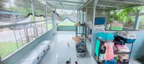 Walaupun tempat perlindungan kucing di Johor Bahru itu sudah siap dibina, Cik Amira berkata terdapat lubang serta celah pada panel bumbung dan masih kekurangan kipas serta sistem saliran air.