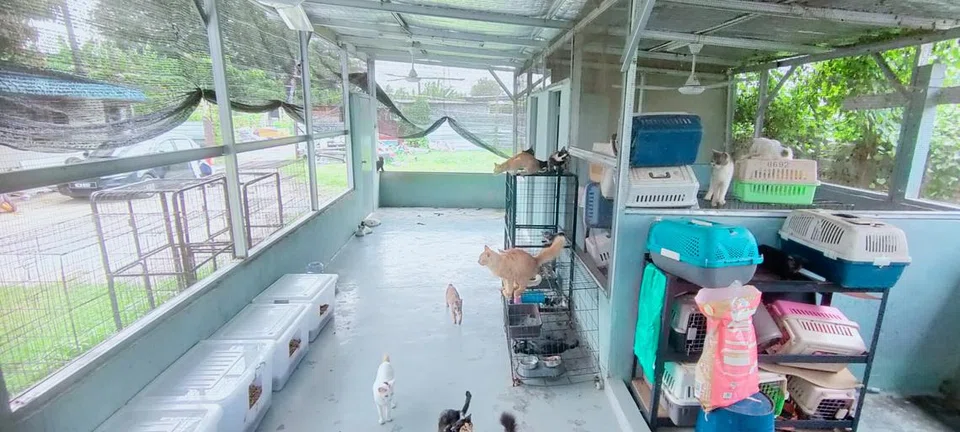Walaupun tempat perlindungan kucing di Johor Bahru itu sudah siap dibina, Cik Amira berkata terdapat lubang serta celah pada panel bumbung dan masih kekurangan kipas serta sistem saliran air.