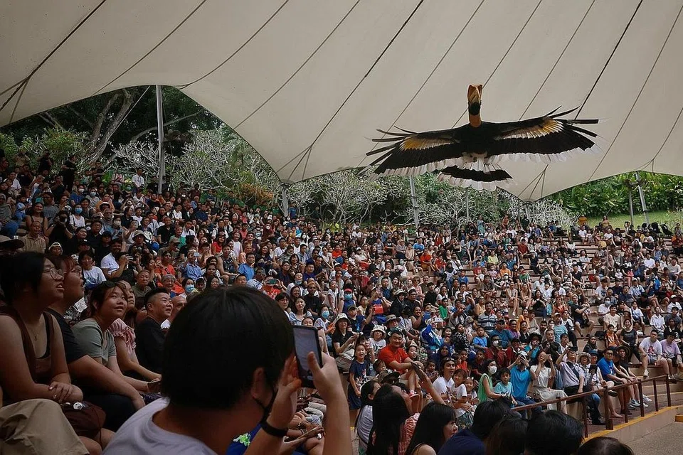 MENGAGUMKAN: Seekor burung enggang atau 'hornbill' terbang di atas penonton ketika persembahan terakhir 'The High Flyers'. 
