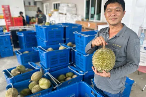 Encik Vincent Poh berharap Malaysia dapat mencontohi kerajaan Thailand yang cekap membantu pengusaha durian mendapatkan dokumentasi bagi tujuan eksport.