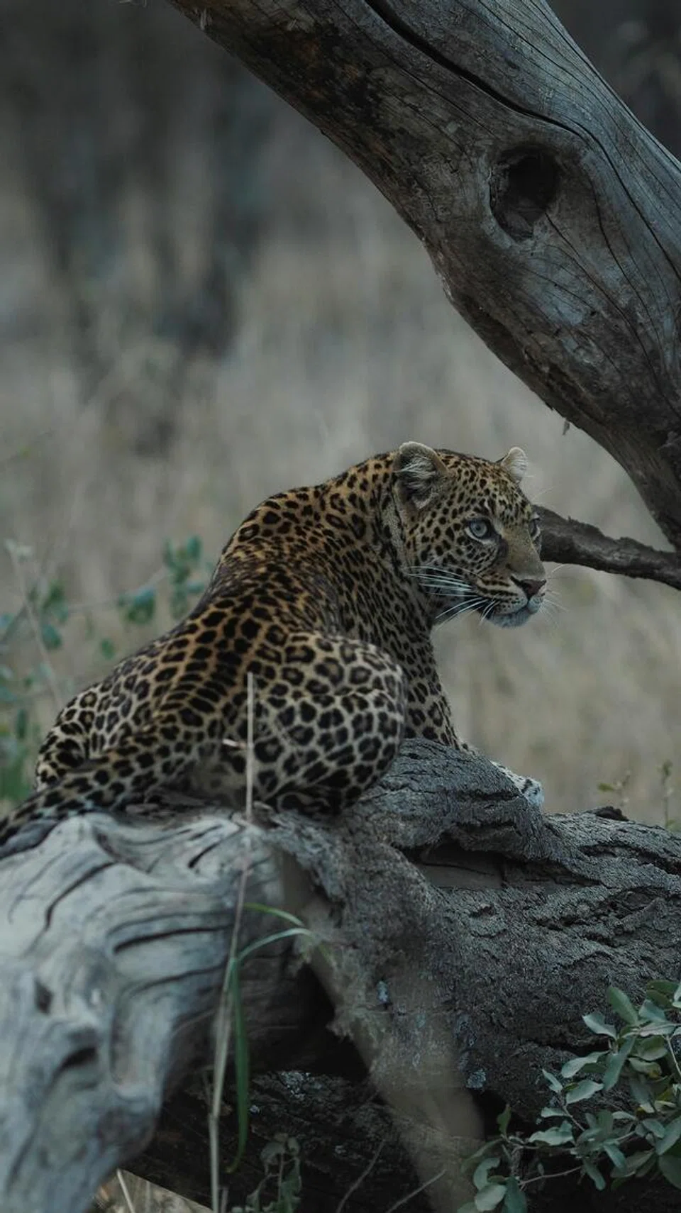 Harimau bintang.