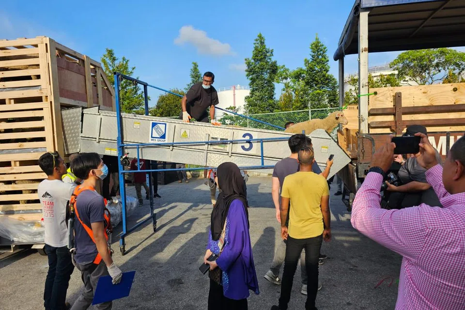 Kambing biri-biri dari Australia yang diimport masuk ke Singapura oleh Aliyah Rizq Holdings Pte Ltd, antara syarikat yang menjalankan korban secara langsung di sini pada 2024, tiba di Pusat Pengangkutan Udara Changi pada Jun 2023.