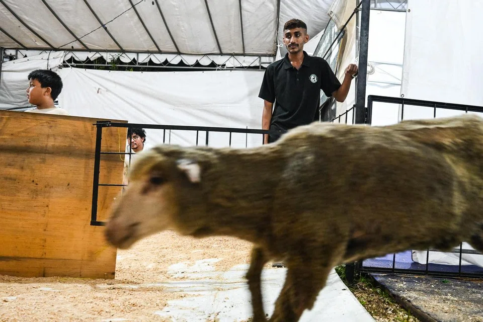 Pegawai Kebajikan Haiwan (AWO), bagi syarikat Aliyah Rizq Holdings, Encik Ahmad Feisal Marican (baju hitam), memantau keadaan kambing biri-biri dalam proses dipindahkan ke dalam kandang yang terletak di Masjid Petempatan Melayu Sembawang pada pagi 5 Jun.