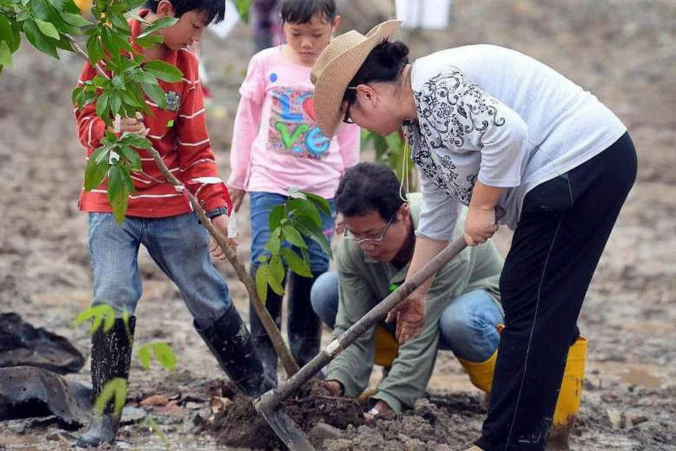 PELIHARA PANTAI: Usaha menanam pokok paya bakau dilakukan di sepanjang pesisiran pantai untuk mengurangkan kesan ombak. - Foto NPARKS
