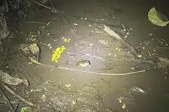 Katak kuak Amerika seperti ini adalah antara hidupan yang boleh dilihat sepanjang Koridor Rel