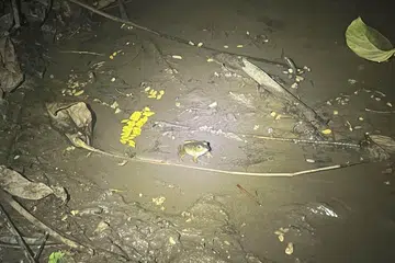 Katak kuak Amerika seperti ini adalah antara hidupan yang boleh dilihat sepanjang Koridor Rel