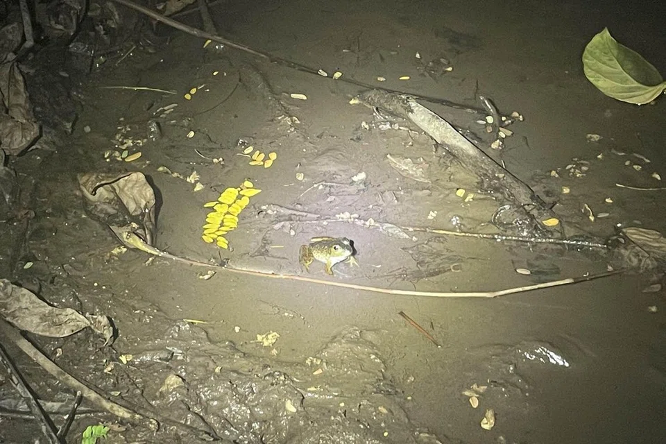 Katak kuak Amerika seperti ini adalah antara hidupan yang boleh dilihat sepanjang Koridor Rel