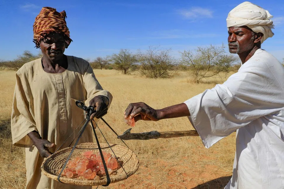 ‘GUM ARABIC’: Perang saudara menjejas hasil yang diperolehi daripada pohon acacia yang menghasilkan bahan penting bagi industri makanan, minuman, ubat-ubatan dan lain-lain.
