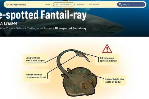 Perpustakaan digital ini boleh digunakan untuk mengetahui lebih lanjut mengenai pelbagai spesies yang boleh ditemui di perairan Singapura, termasuk pari karang (blue-spotted fantail ray).