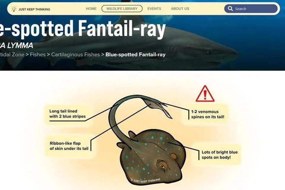 Perpustakaan digital ini boleh digunakan untuk mengetahui lebih lanjut mengenai pelbagai spesies yang boleh ditemui di perairan Singapura, termasuk pari karang (blue-spotted fantail ray).