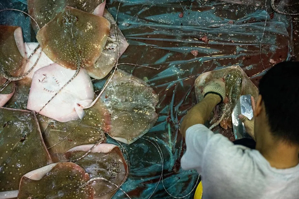 Ikan Pari. 