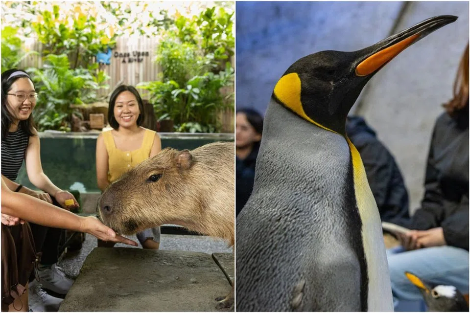 mandai wildlife group, sg60, tawaran menarik 