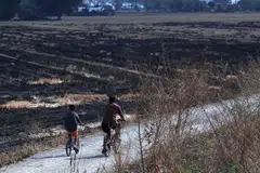 Kawasan sawah padi di Perlis kering kontang berikutan cuaca panas yang berpanjangan di Perlis.